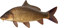Cyprinus carpio