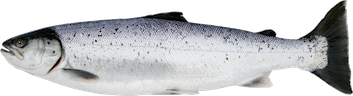 Salmo Salar