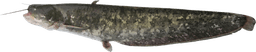 Silurus glanis