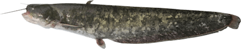 Silurus glanis