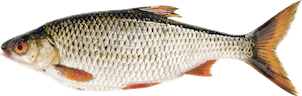 Rutilus rutilus