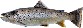 Salmo trutta