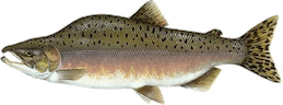 Oncorhynchus gorbuscha