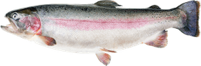 Oncorhynchus mykiss
