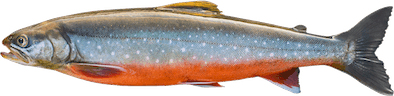Salvelinus umbla/alpinus