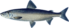 Coregonus Lavaretus