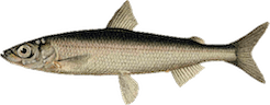 Coregonus albula