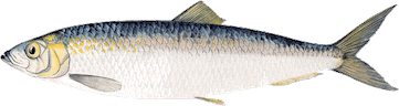 Clupea harengus