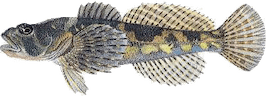 Cottus gobio