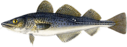 Gadus morhua