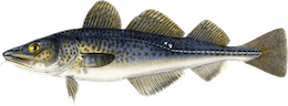 Gadus morhua