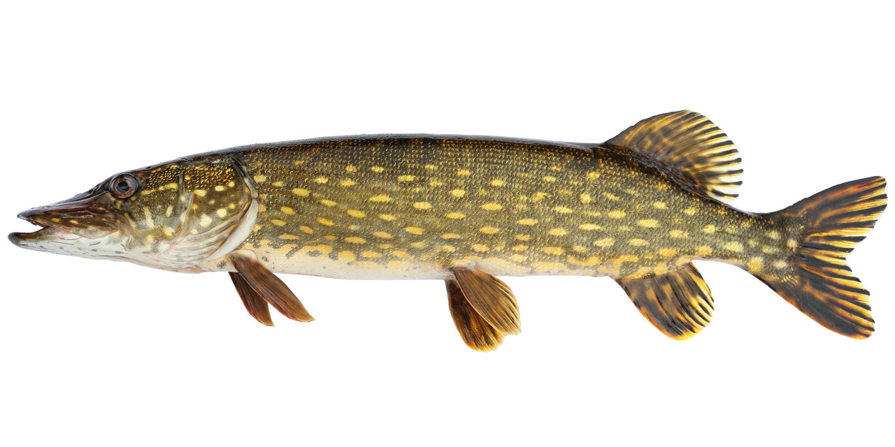 G dda Esox Lucius G dda Esox Lucius