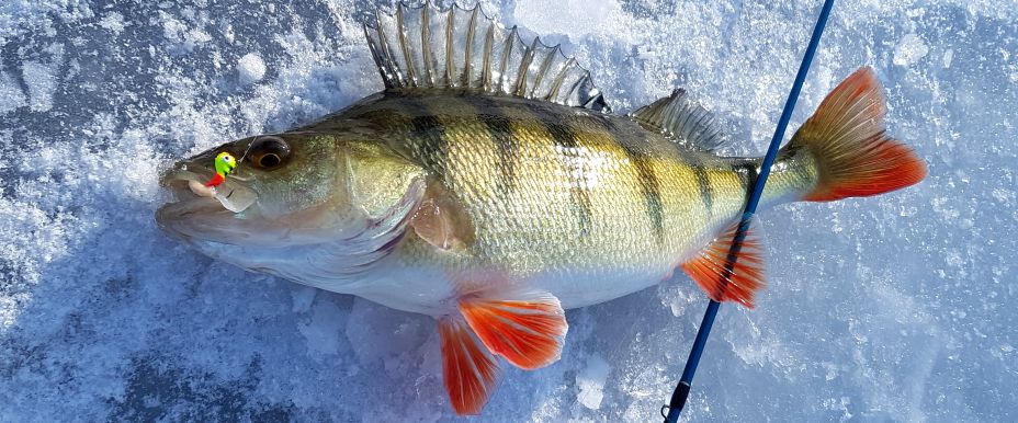 Large perch from Lake Constance