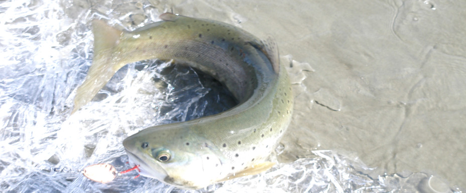 Trout in shag