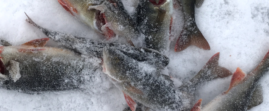 Perch Ice fishing