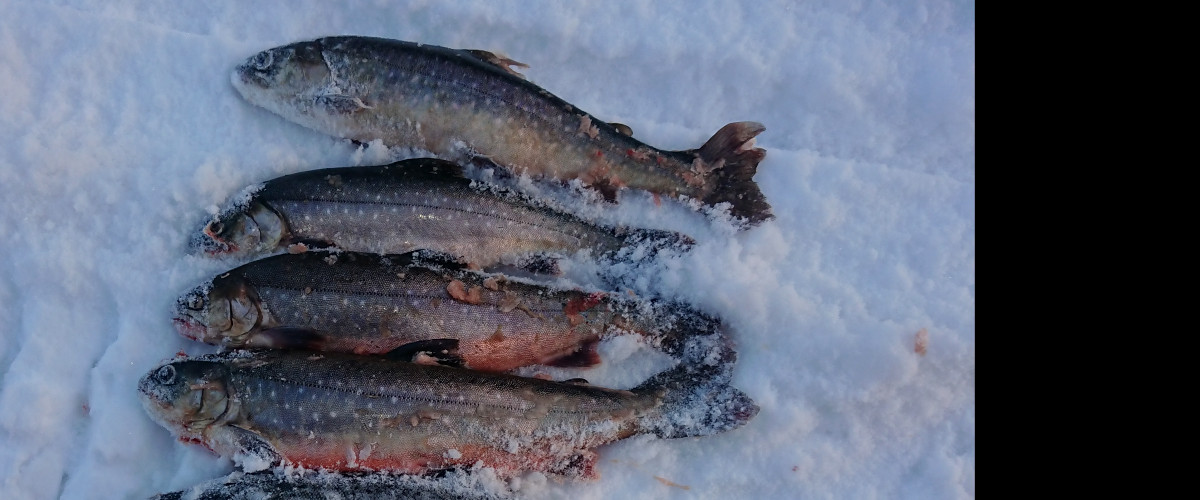 Winter fishing on Långtjärn
