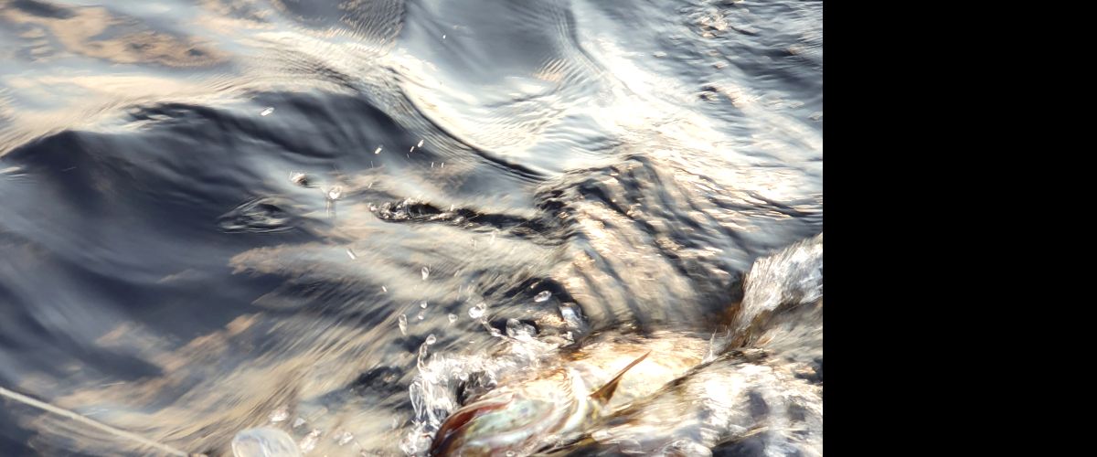 Venjanssjön - Gäddfiske