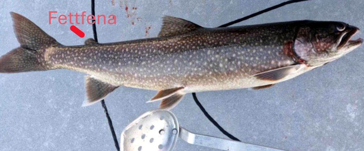 Fettfena