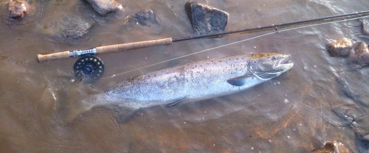 Lögdeälv's salmon 12.3 kg