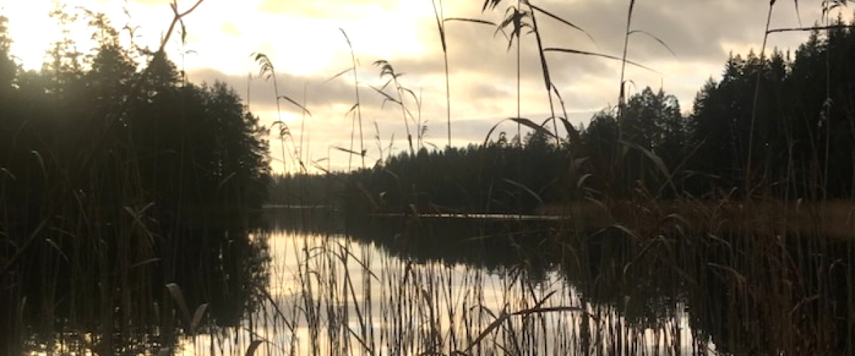 Selesjö - Hunn
