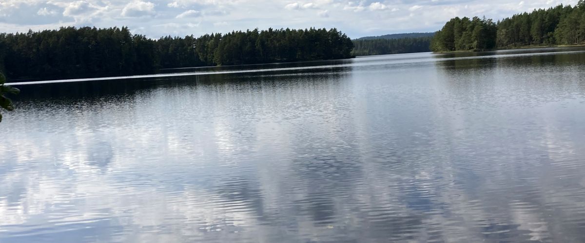 Die Hirsche von der Ostseite