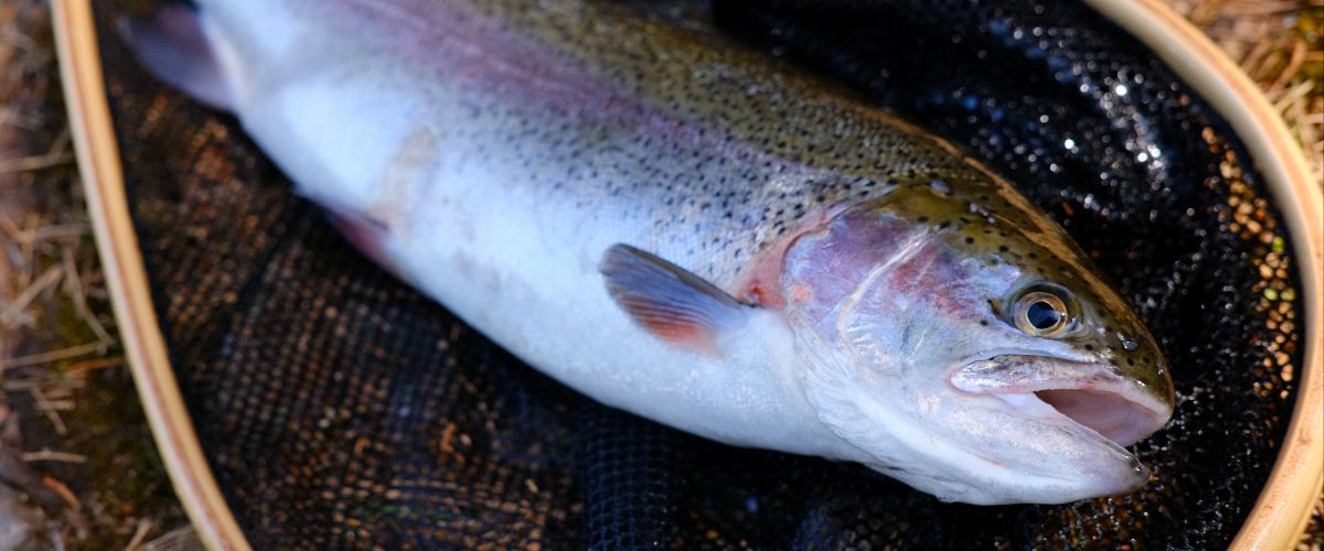 Värnamo Sportfiskeklubb