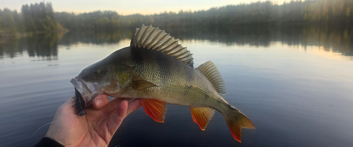 Perch1