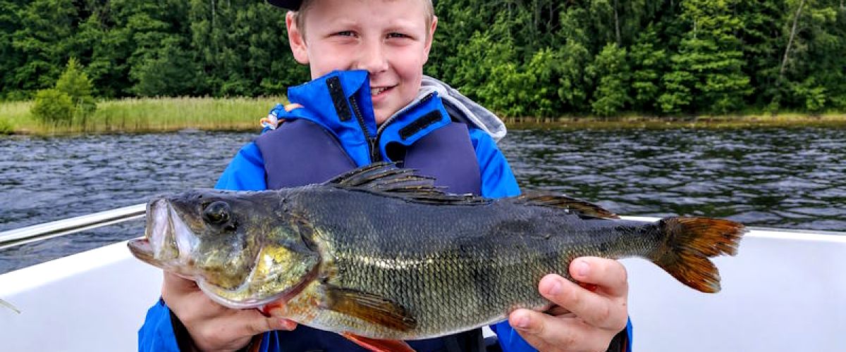 Big perch are available!