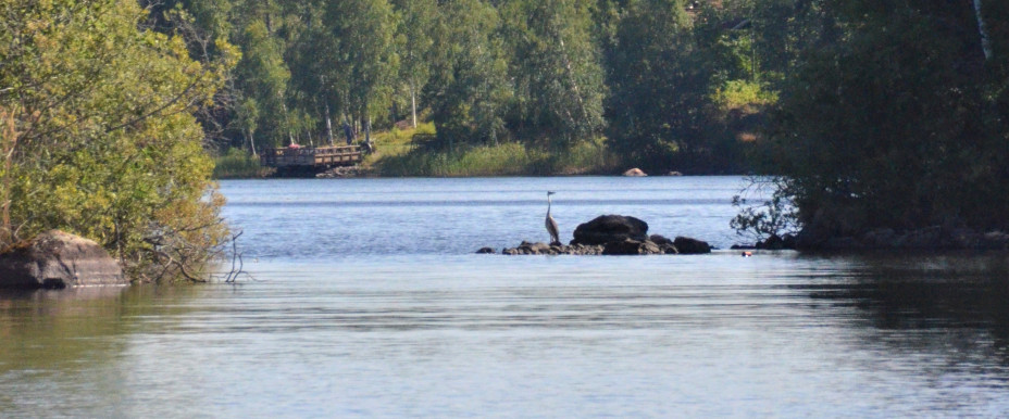 A heron in Bjärsen 2018.