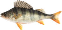 Perca Fluviatilis