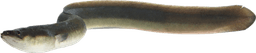 Anguilla anguilla