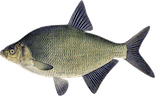 Abramis brama