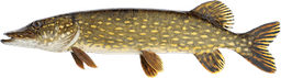 Esox Lucius