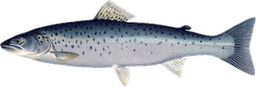 Salmo Trutta Trutta