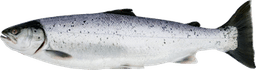 Salmo Salar