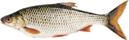 Rutilus rutilus