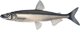 Osmerus eperlanus L.