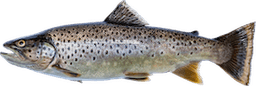 Salmo trutta