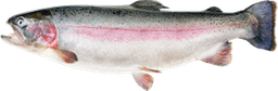 Oncorhynchus mykiss