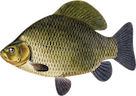 Carassius carassius