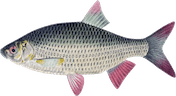 Scardinius erythrophthalmus