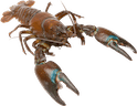 Pacifastacus leniusculus