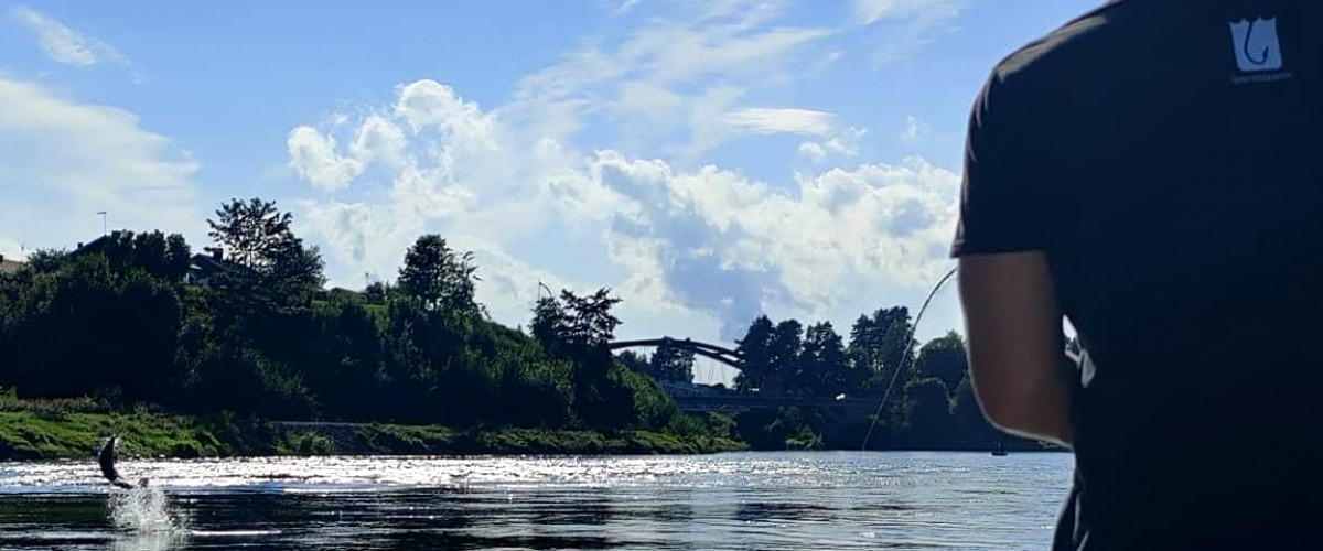 Salmon flax in Forshagaforsen